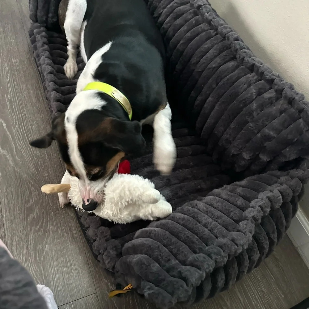 bed it’s new too small to out dog